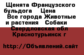 Щенята Французского бульдога. › Цена ­ 45 000 - Все города Животные и растения » Собаки   . Свердловская обл.,Краснотурьинск г.